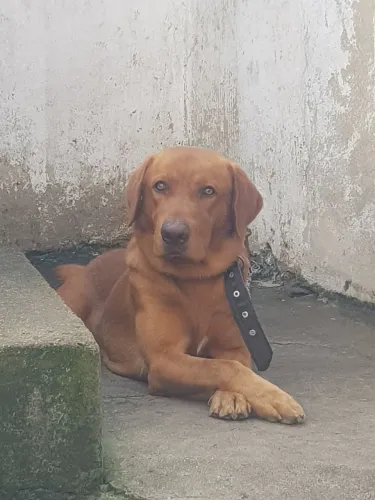Labrador para doação