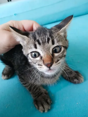 Doação de gatinhos