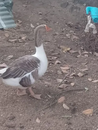 Casal de gansos (11meses)