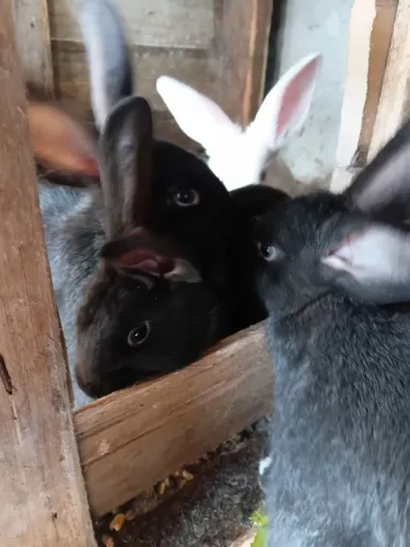 Vendo filhotes de Coelhos gigante de Flandres 