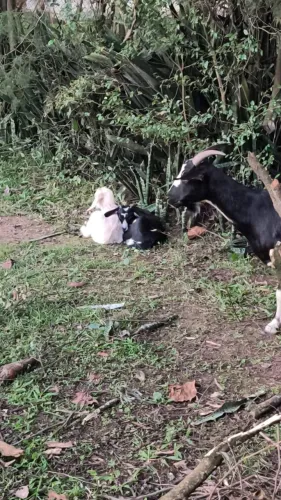 Cabra, cabritos, galinhas e codornas
