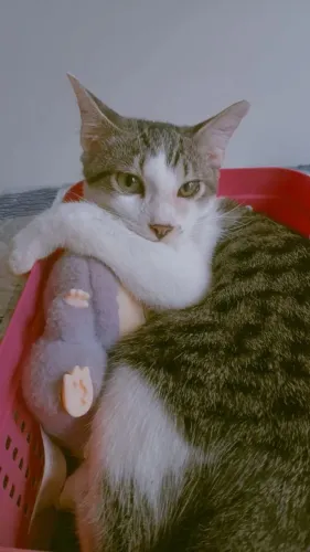 Gatinho meigo pra doação 