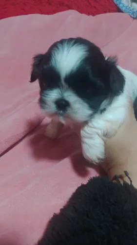 Cachorro