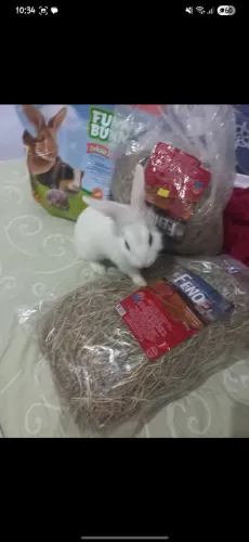 VENDO COELHO COM TODOS OS ACESSÓRIOS E COMIDA!!