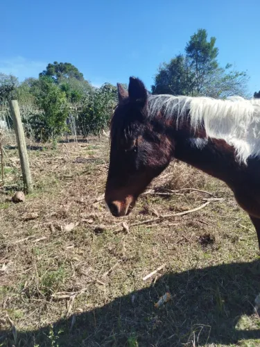 Cavalo