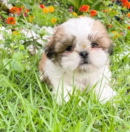 Shih Tzu Filhote Especial