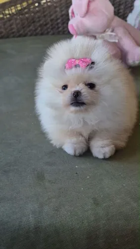 Filhote Spitz Alemão, Uma vida mais feliz começa com um filhote!
