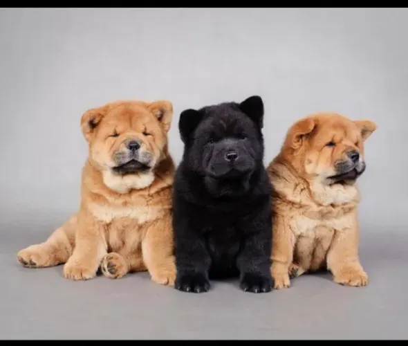 Chow chow lindos filhotes