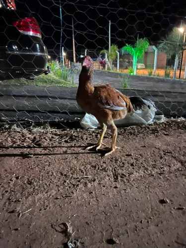 Frango caipira com galo índio 