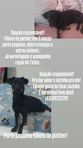 Doação filhote de pinther!