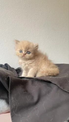 Gato Persa Fêmea 
