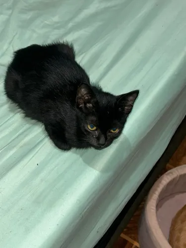 Adoção gatinho macho