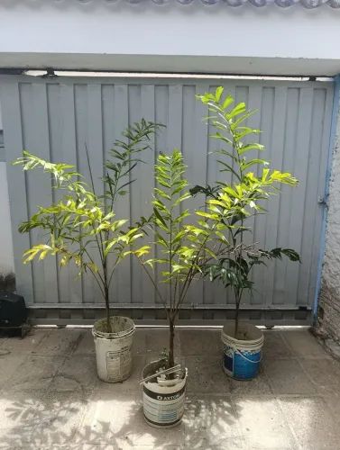 Planta Rabo de Raposa