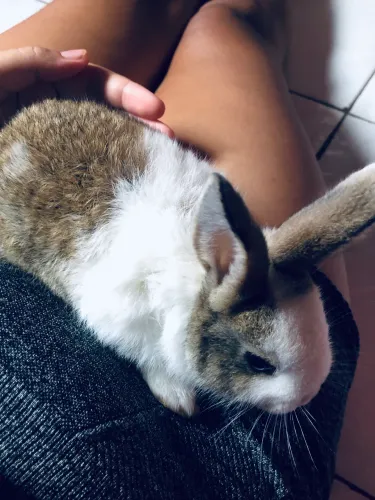 Vende-se esse coelho com apenas 1 mês de vida 