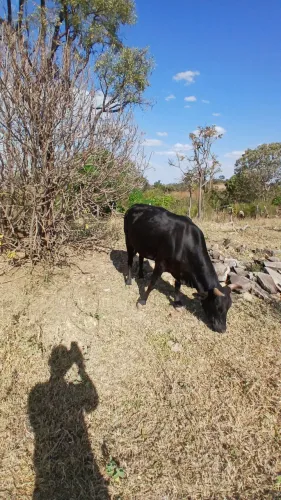 Vendo vacas e bois