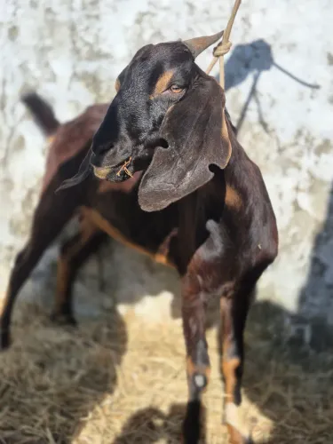Vendo casal anglo- nubiana 