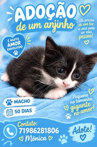 Gatinho macho
