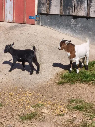 Mini cabrito macho