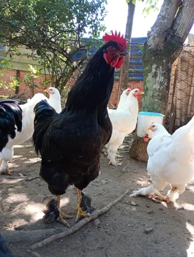 Galos e galinhas Brahma 