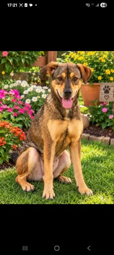 Adoção de lindo cachorrinho carinhoso 7 meses.