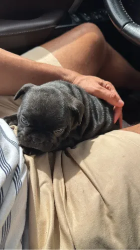 Filhote de buldogue francês 