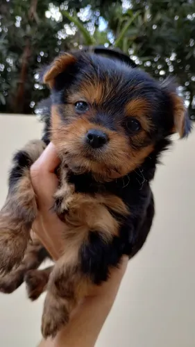 Cachorrinha filhote yorkshire terrier