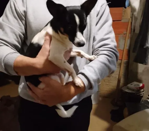doando cachorro macho porte pequeno pra quem vai cuidar e dá muito carinho!