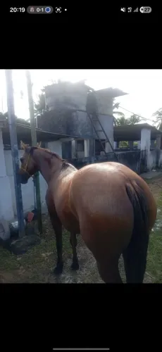 ÉGUA QUARTO DE MILHA