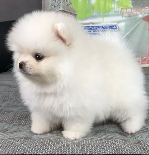 Spitz alemão anão
