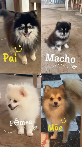 Animais