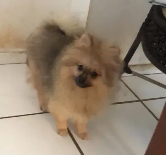 Lulu Fêmea Sable