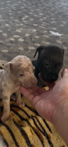 Filhotes de Pit monster / Pit Bull