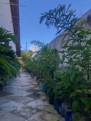 Palmeira Rabo Raposa e ipê 