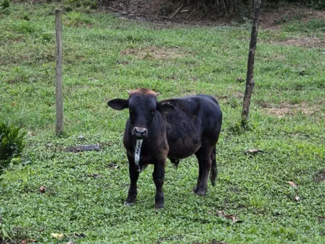 Boi Miniatura à venda - Saudável e de Porte Pequeno
