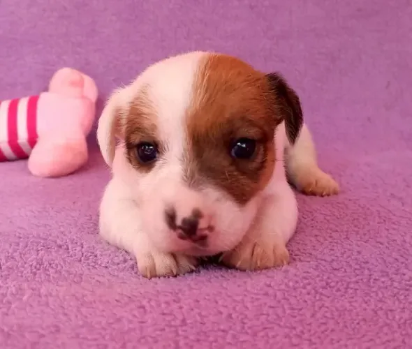 Conheça nossos Jack Russell: fofura e qualidade!