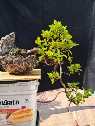    Bonsai de ficus micro carpa na pedra 