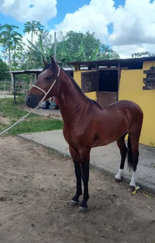 Cavalo Garanhão Mangalarga Machador Lindo 4 Anos Registrado 