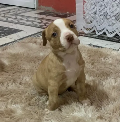 Filhote de Pitbull excelente postura