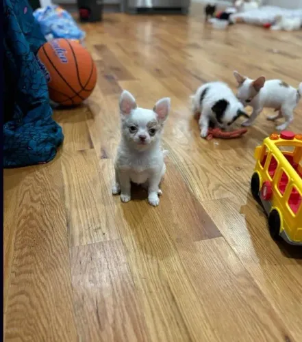 Filhotes de Chihuahua Pequeno, Leais e Muito Brincalhões