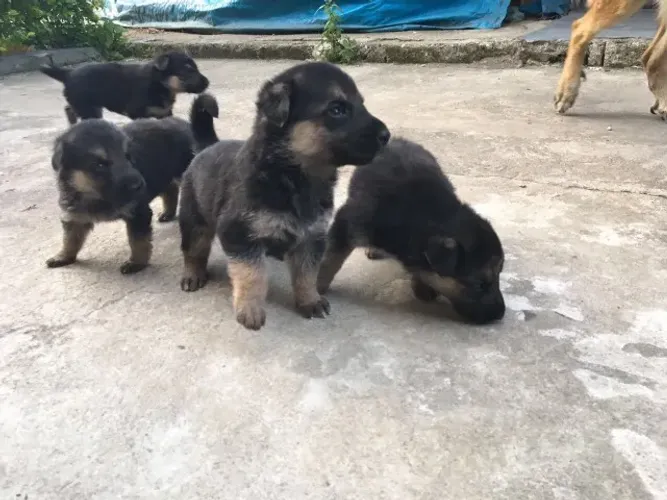 Pastor alemão ninhada com três machinhos capa preta estão com 49 dias vacinados e pedigree