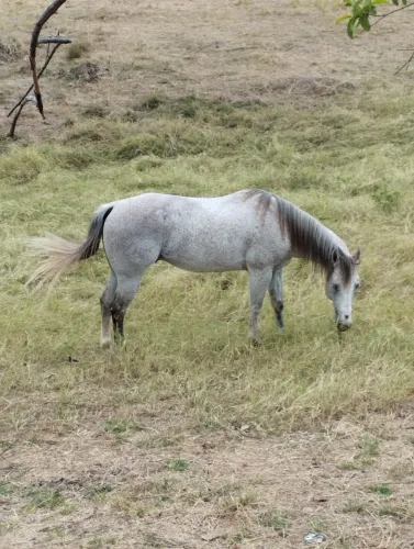 Vendo cavalo de vaquejada!