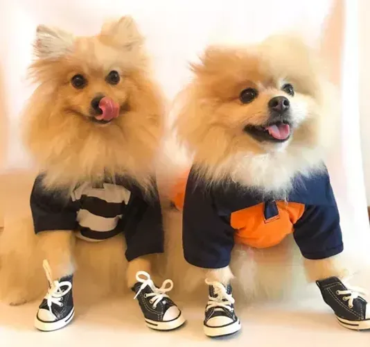 Tênis Cano Alto para Cão Azul - Tamanho 3