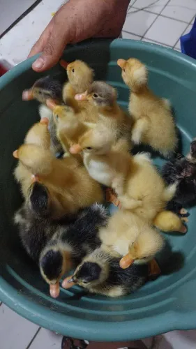 Marrecos de alta genética