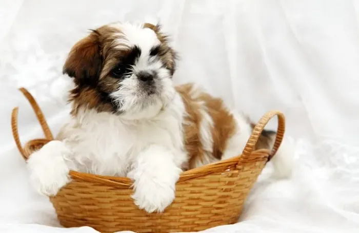 Shih-Tzu: Filhotes Chocolate e Branco, machos!! 