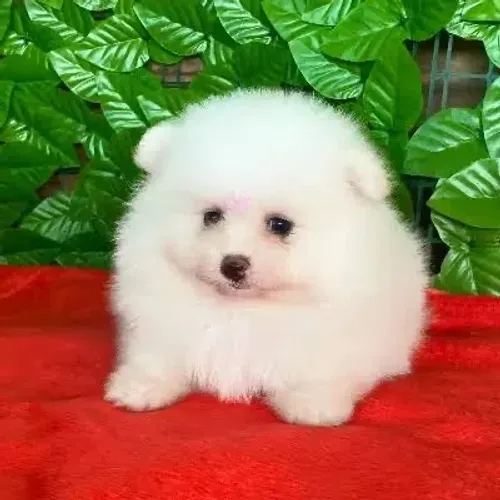 Spitz alemão baby face 
