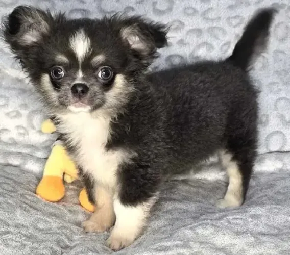 Chihuahua Afetuoso, brincalhão, sociável, inteligente