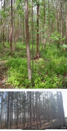 Fazenda de eucalipto presidente Olegário 