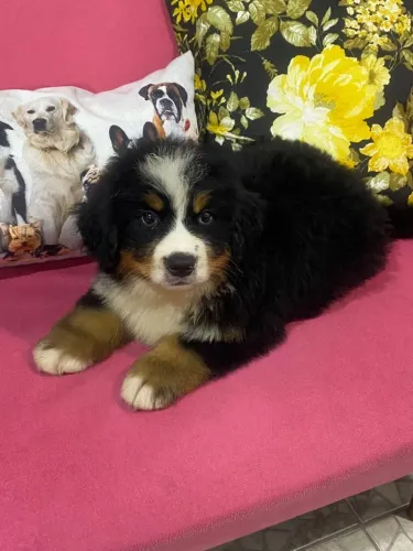 Bernese mountaing Dog Lealdade e Personalidade Únicas!
