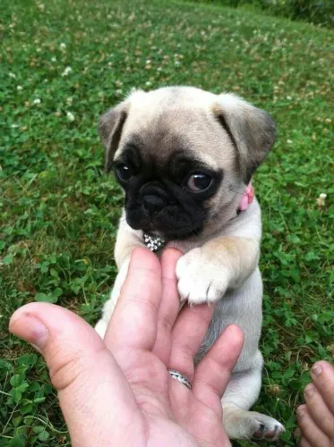 Filhote de Pug adorável