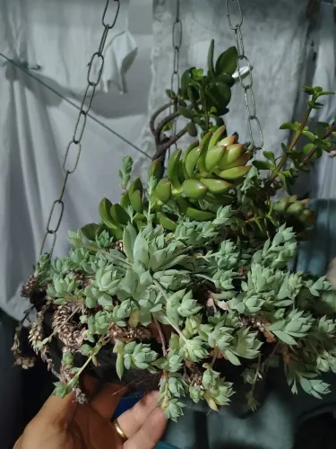 Plantas suculentas
